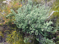 Stilbaceae