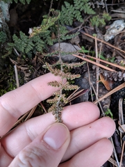 Myriopteris intertexta