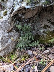 Myriopteris intertexta