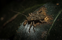 Prosoplus mediofasciatus