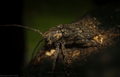 Prosoplus mediofasciatus