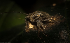 Prosoplus mediofasciatus