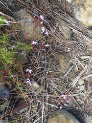 Prismatocarpus diffusus