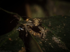 Prosoplus mediofasciatus