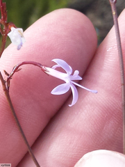 Prismatocarpus diffusus