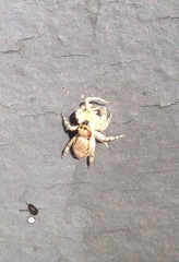 Salticidae