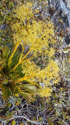 Aciphylla similis (Aciphylla similis)
