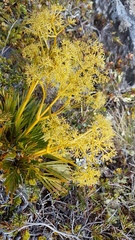 Aciphylla similis