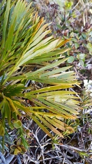 Aciphylla similis