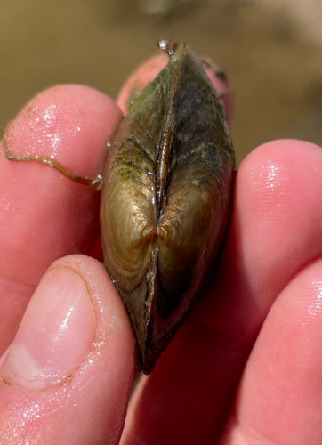 Cylindrical Papershell