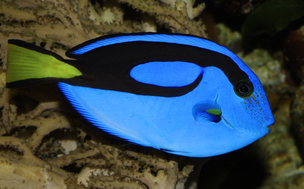 Poisson-chirurgien bleu (Dory, chirurgien hepatus) (Paracanthurus hepatus)
