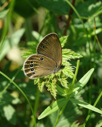 False Ringlet