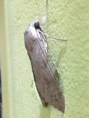 Lepidoptera