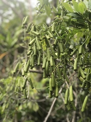 Neoalsomitra clavigera