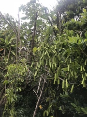 Neoalsomitra clavigera