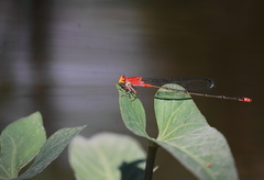 Pseudagrion pilidorsum declaratum