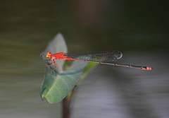 Pseudagrion pilidorsum declaratum