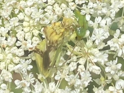 Northern corn rootworm photo 3