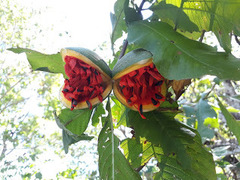 Tabernaemontana glabra