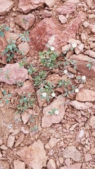 Drymaria holosteoides