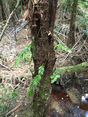 Tmesipteris lanceolata