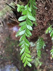 Tmesipteris lanceolata