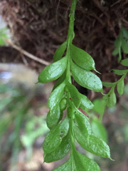 Tmesipteris lanceolata