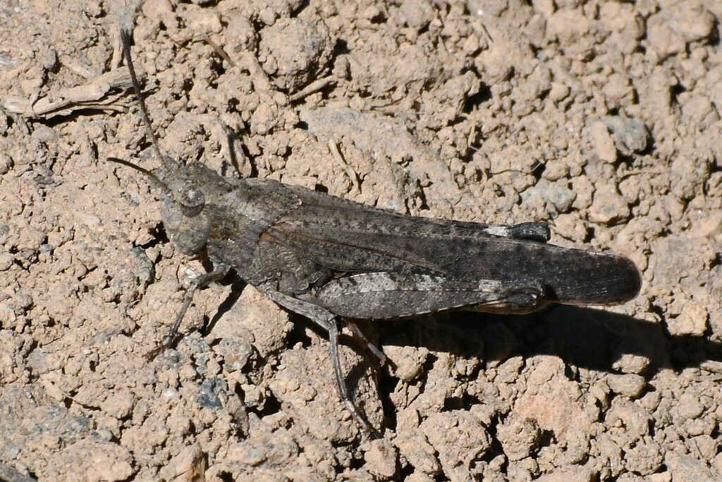 California Red-winged Grasshopper