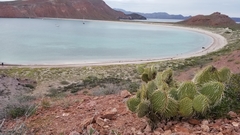 Opuntia comonduensis