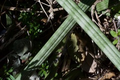 Sansevieria cylindrica