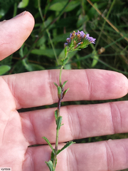 Pseudoselago ascendens