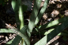 Sansevieria cylindrica