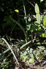 Sansevieria cylindrica