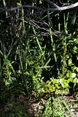 Sansevieria cylindrica