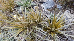 Celmisia armstrongii