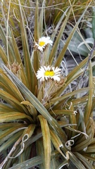 Celmisia armstrongii