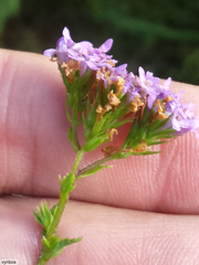 Pseudoselago ascendens