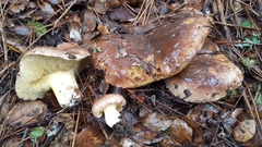 Suillus quiescens