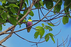 Geelvink Fruit Dove photo 2