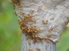 Ropalidia romandi