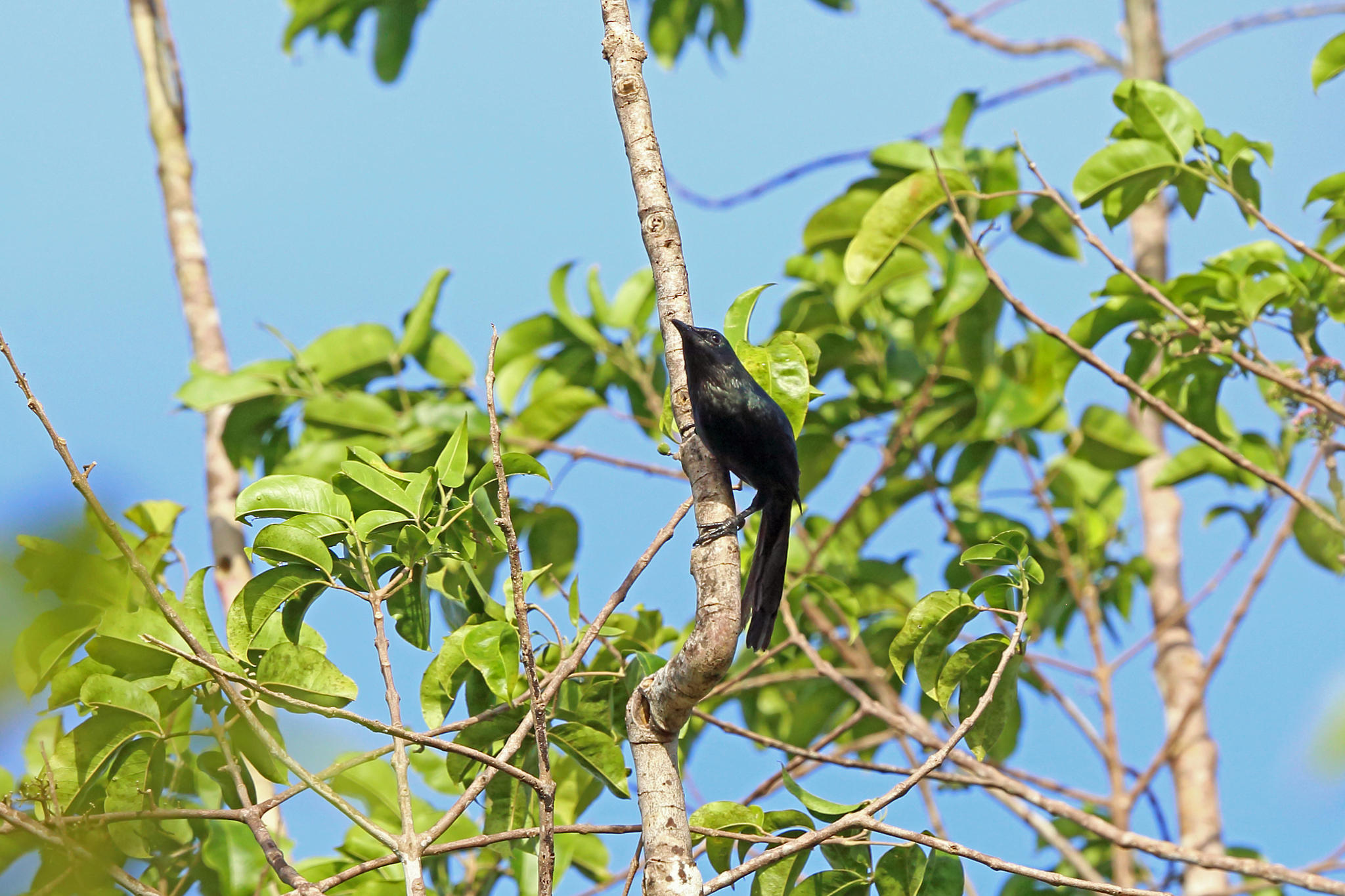 Long-tailed Starling illustration