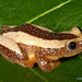 Fornasini's Spiny Reed Frog - Photo (c) Werner Conradie, some rights reserved (CC BY-NC-ND), uploaded by Werner Conradie