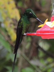 Heliodoxa imperatrix