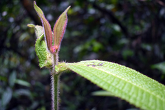Miconia tococapitata