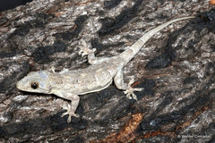 Hemidactylus platycephalus