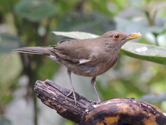 Turdus maculirostris