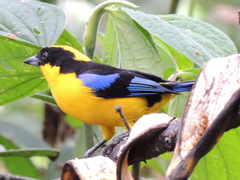 Anisognathus somptuosus