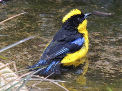 Anisognathus somptuosus