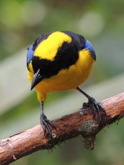 Anisognathus somptuosus