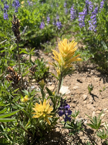 John Christ's paintbrush (Castilleja christii)